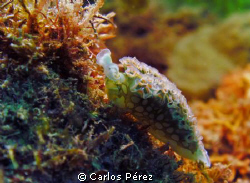 Lettuce @  El Natural Reef Aguadilla PR. Sealife DC1200 M... by Carlos Pérez 